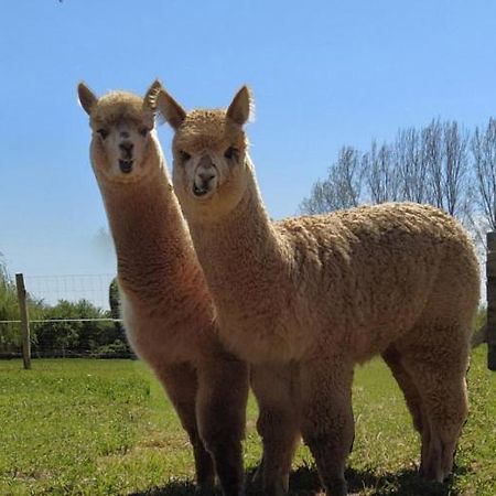 Fongrave Domaine Ramonjavel, Glamping & Alpaca'S Bed & Breakfast エクステリア 写真