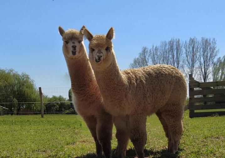 Fongrave Domaine Ramonjavel, Glamping & Alpaca'S Bed & Breakfast エクステリア 写真