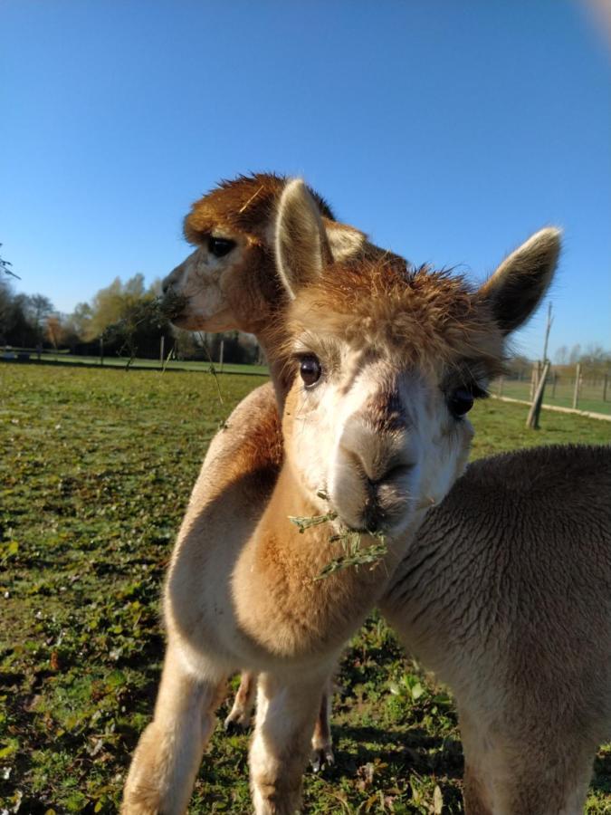 Fongrave Domaine Ramonjavel, Glamping & Alpaca'S Bed & Breakfast エクステリア 写真